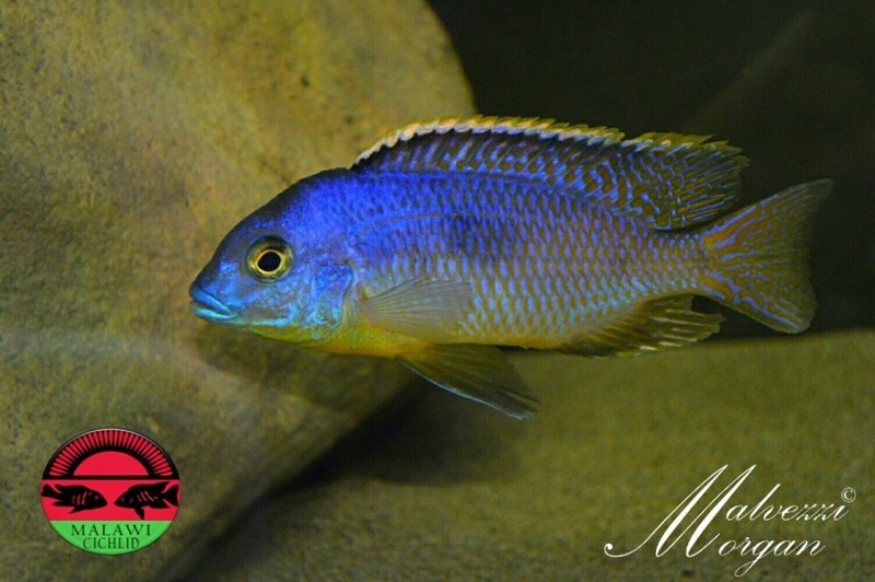 Otopharynx sp. 'auromarginatus margrette'